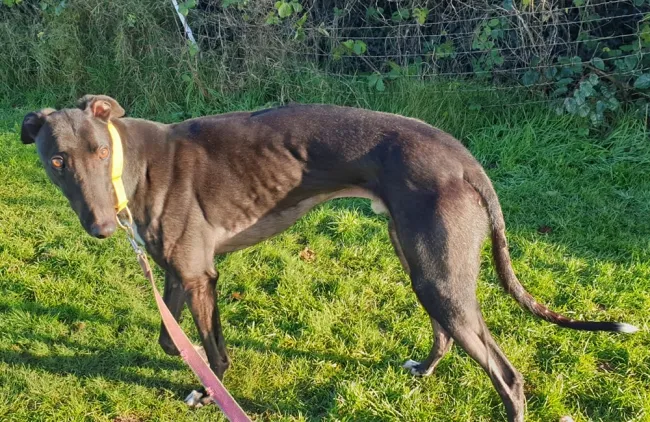 Greyhound Stormzy