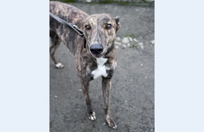 Greyhound Madge brindle