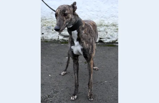 Greyhound Madge brindle