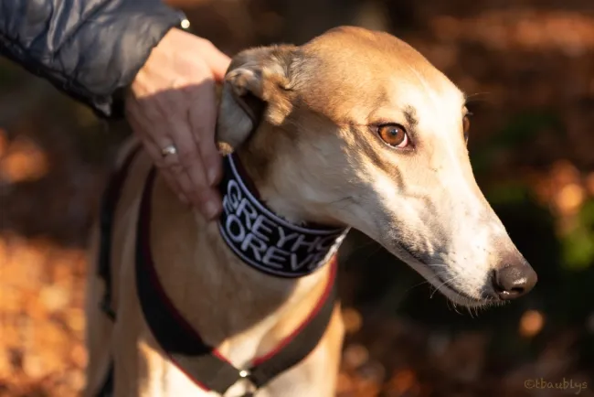 Greyhound Dixie fawn
