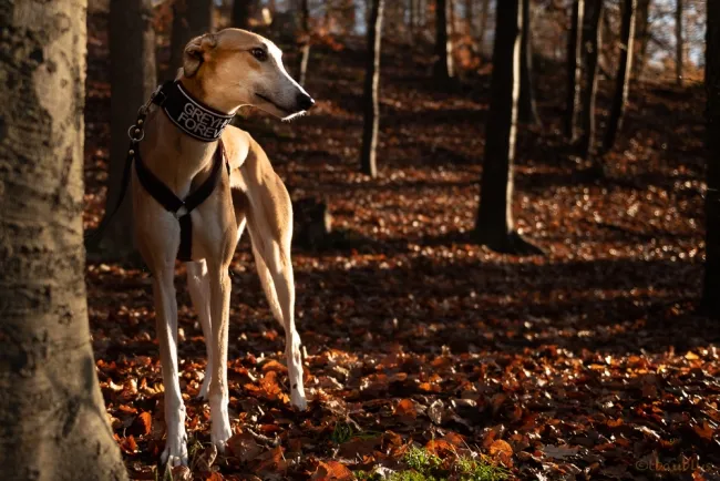 Greyhound Dixie fawn