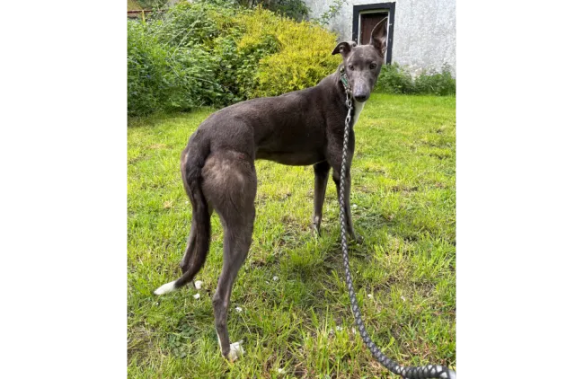 Greyhound Ned