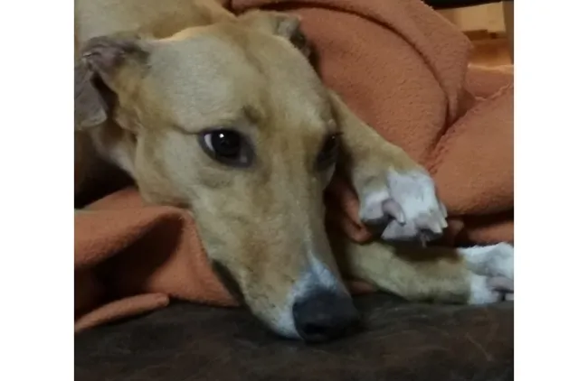 Greyhound Quaver