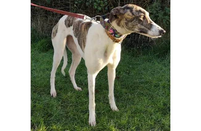 Greyhound Pippin