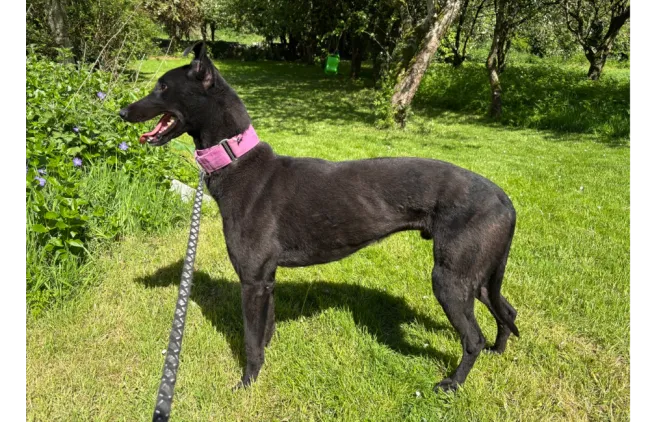 Greyhound Jade