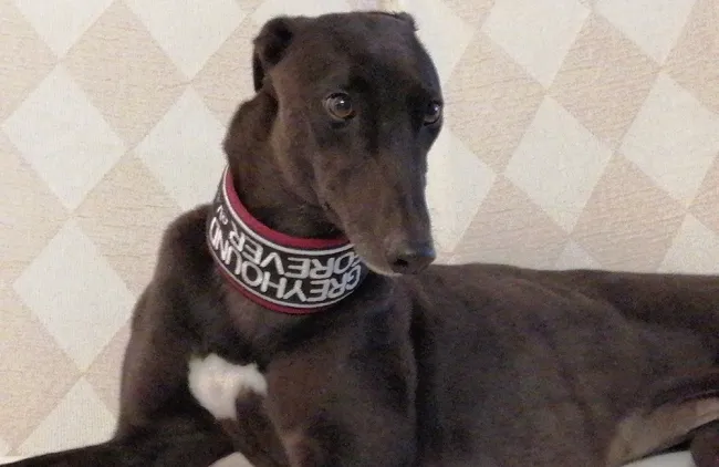 Greyhound Suzy