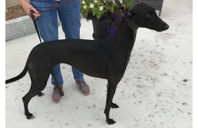 Greyhound Sheena