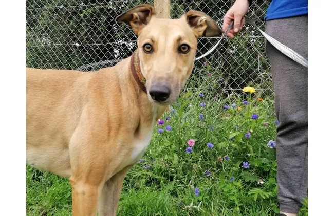 Greyhound Lola