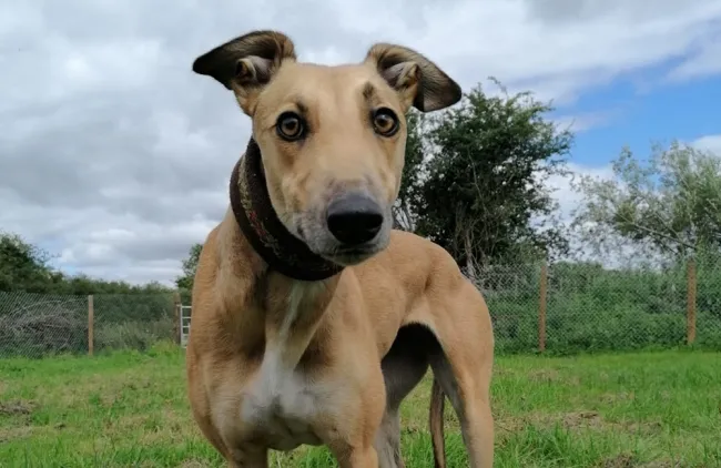 Greyhound Lola