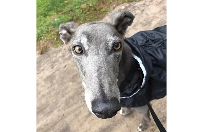 Greyhound Beau