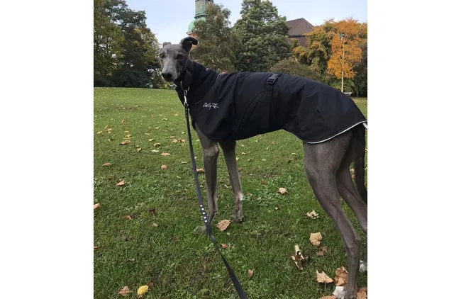 Greyhound Beau