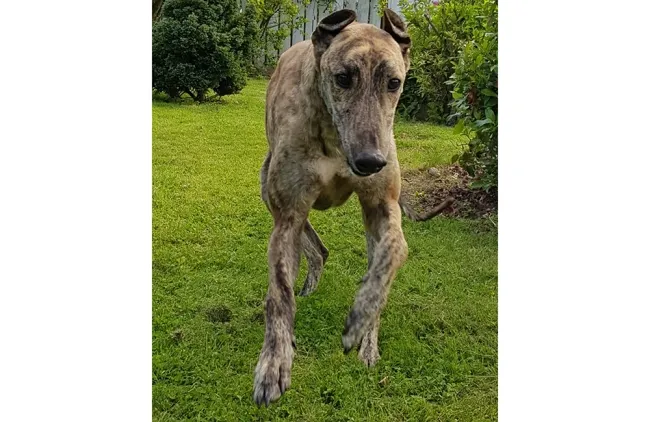 Greyhound Lucas