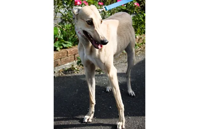 Greyhound Oakley fawn