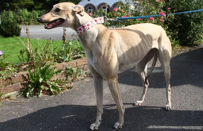 Greyhound Oakley fawn