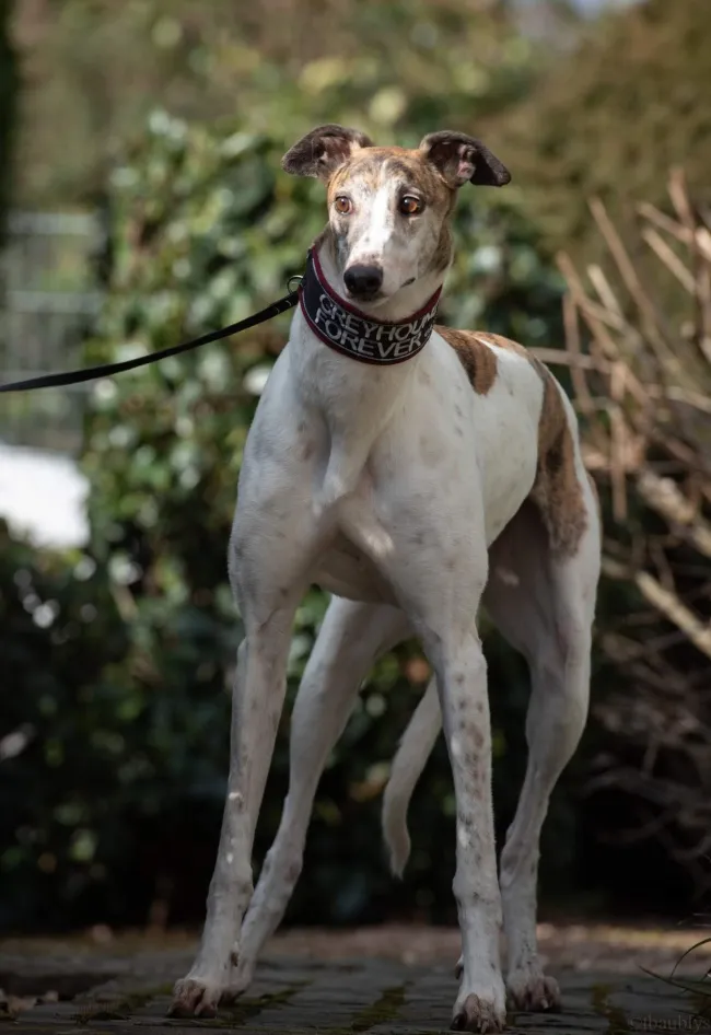Greyhound Sally