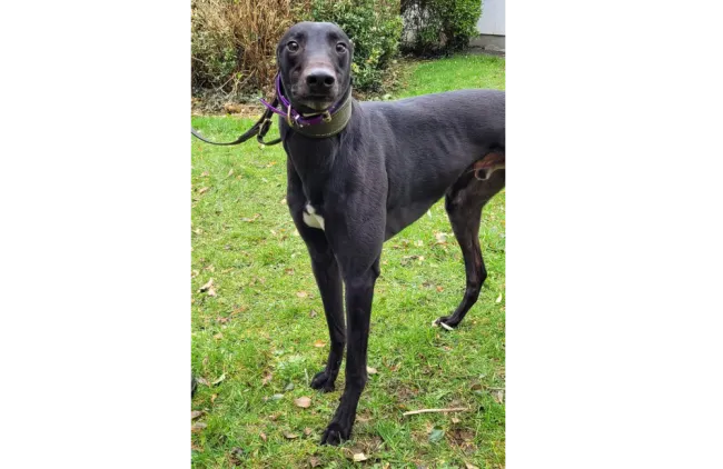 Greyhound Simon