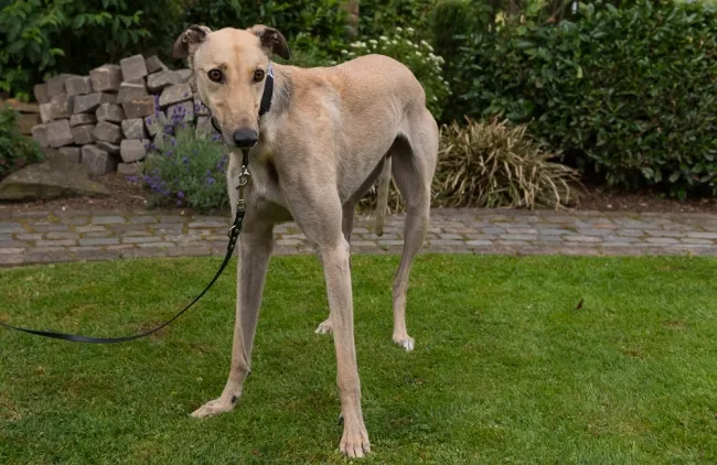 Greyhound Charlie (fawn)