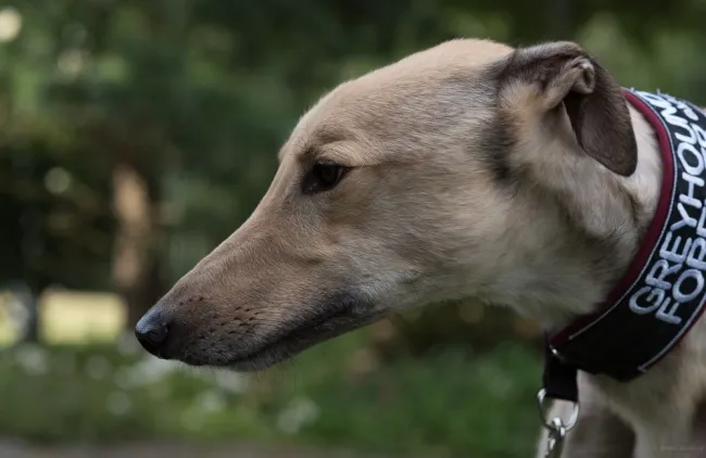 Greyhound Charlie (fawn)