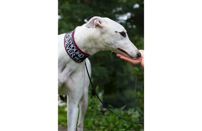 Greyhound Patch