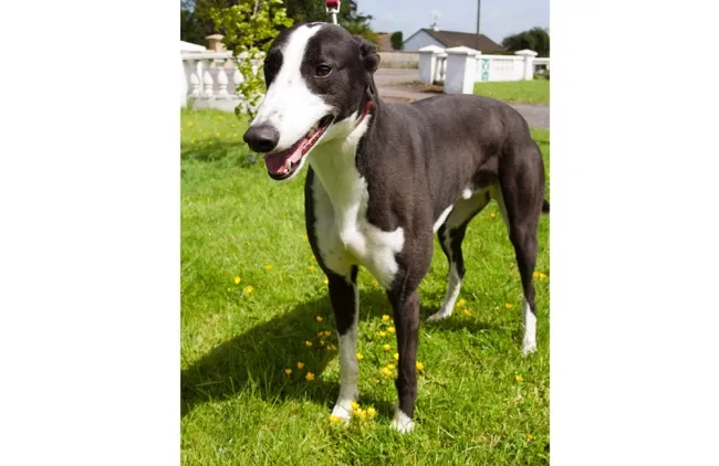 Greyhound Mixture