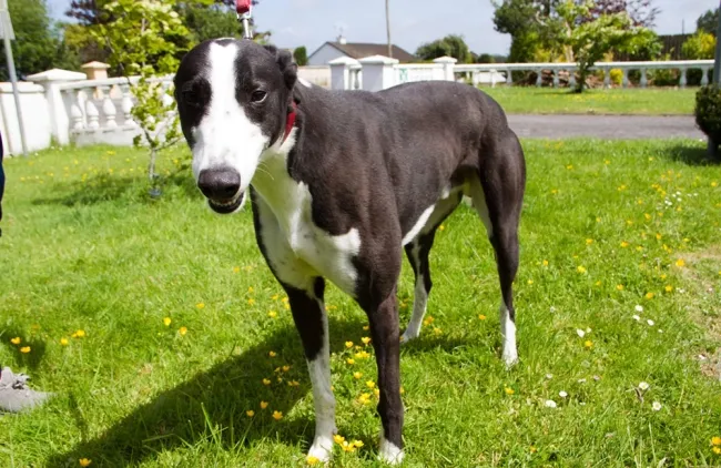 Greyhound Mixture
