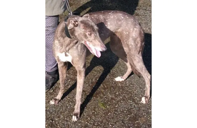 Greyhound Blueberry