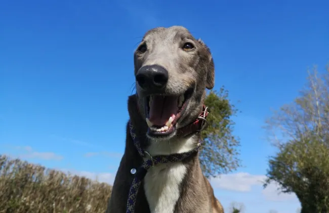 Greyhound Ollie