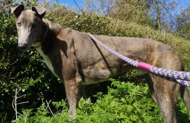 Greyhound Ollie