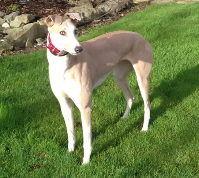 Greyhound Goldie
