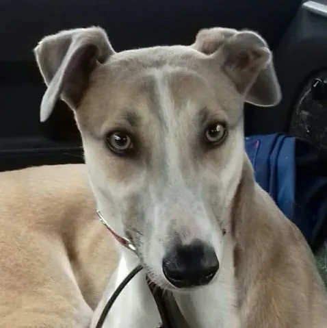 Greyhound Goldie