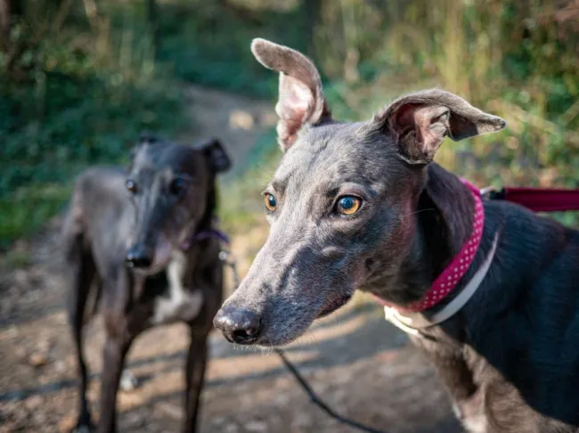 Greyhound Erin+Sofia