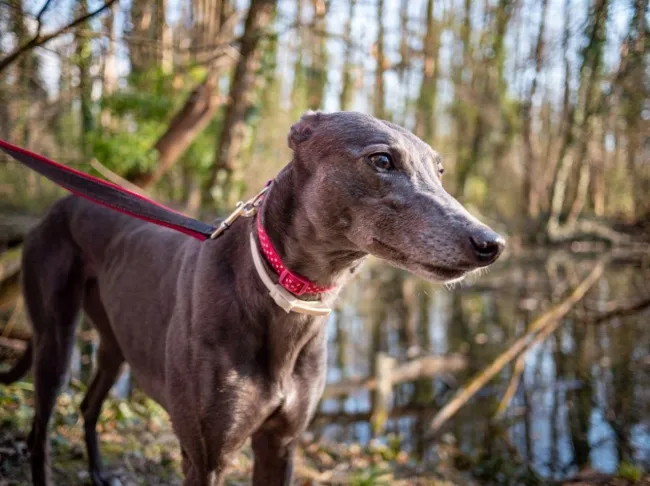 Greyhound Erin+Sofia