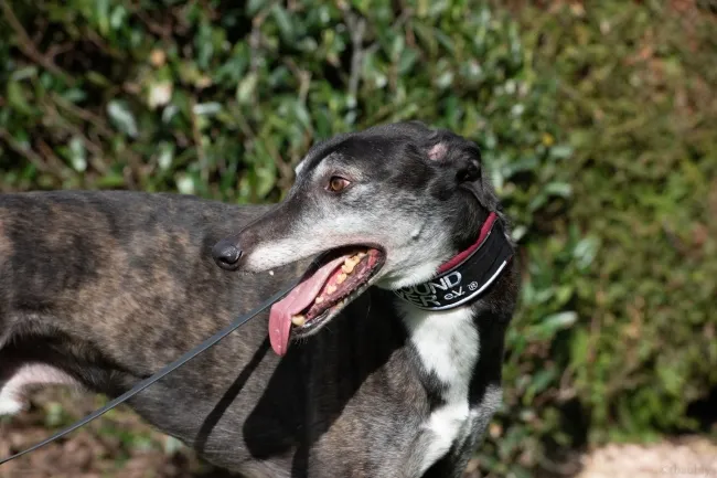 Greyhound Jude