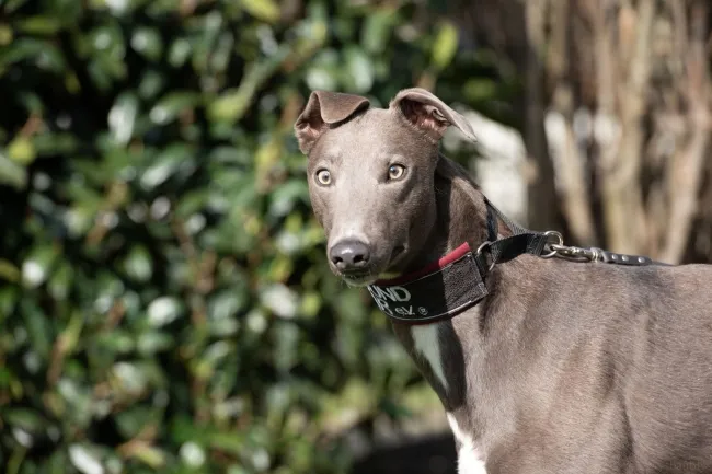 Greyhound Enzo