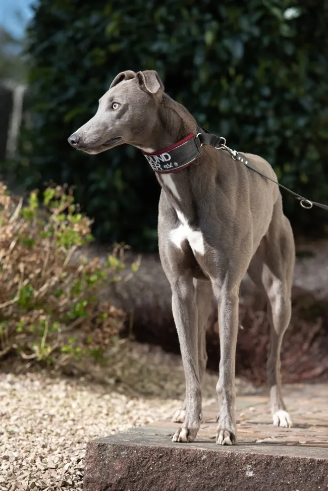 Greyhound Enzo