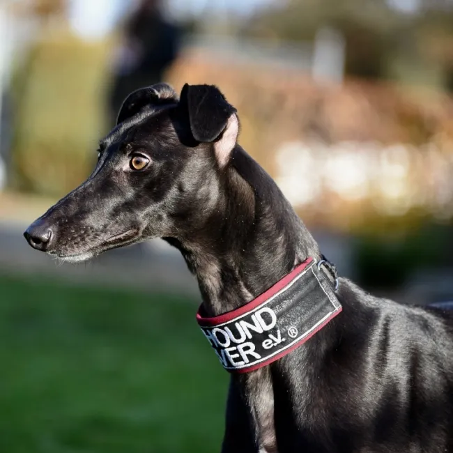 Greyhound Keesha