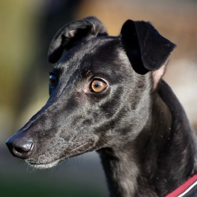 Greyhound Keesha