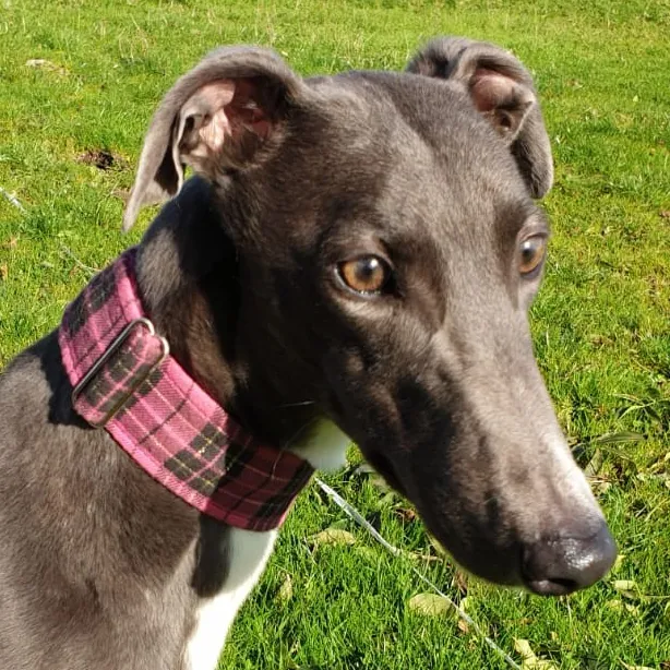 Greyhound Isla