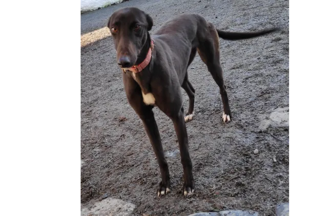 Greyhound Nessa