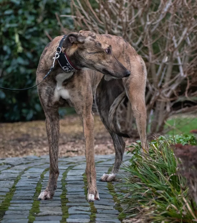 Greyhound Basil