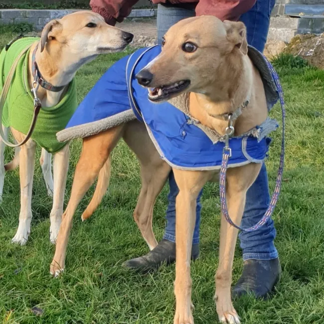 Greyhound Tori und Jade