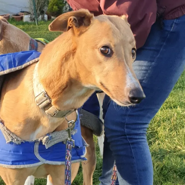 Greyhound Tori und Jade