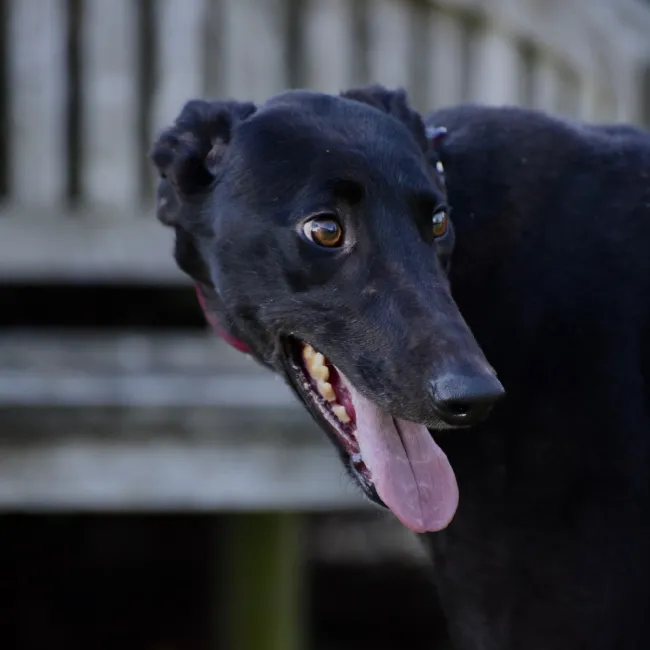 Greyhound Gudrun