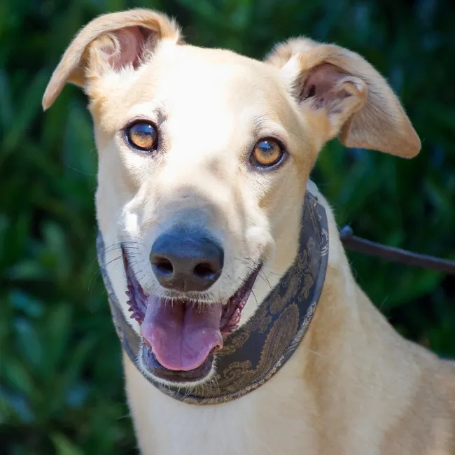 Greyhound Goldie/Bentley