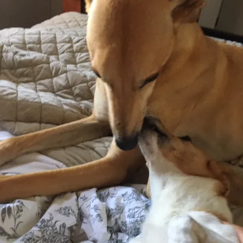 Greyhound Goldie/Bentley