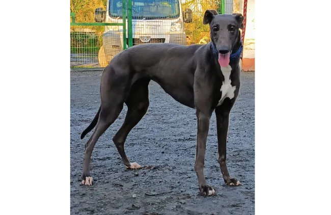 GreyhoundLexie
