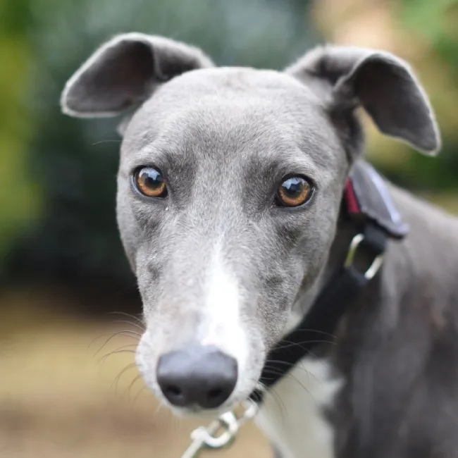 Greyhound Julia