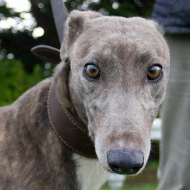 Greyhound Cassie