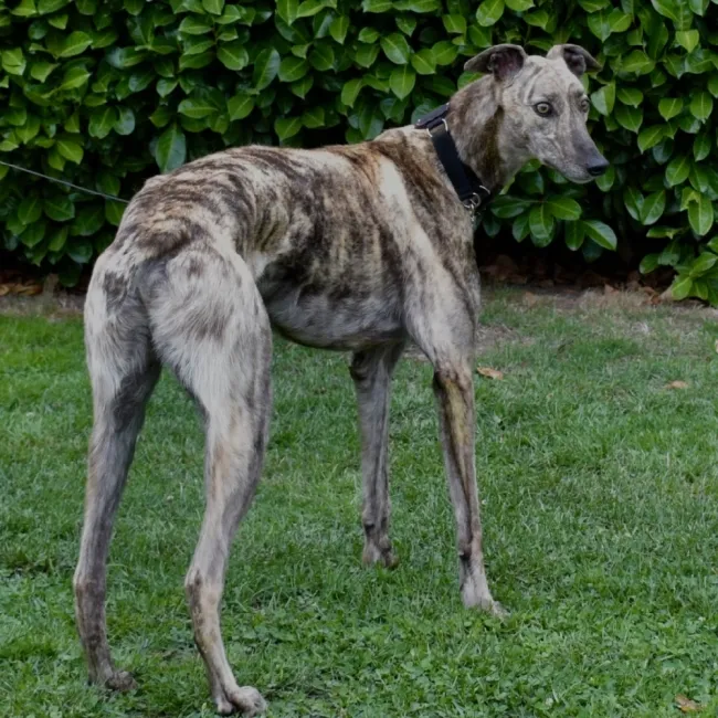Greyhound Brando