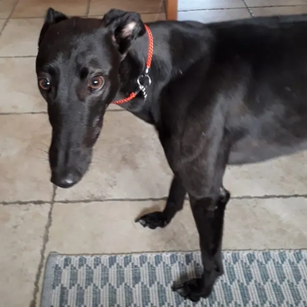 Greyhound Jess
